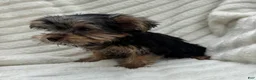 Yorkshire Terrier dogs for sale: Vinny - Ad 9