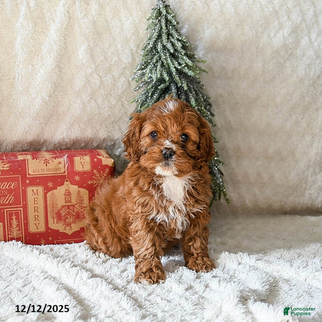 Cockapoo dogs for sale: Willow - Ad 3