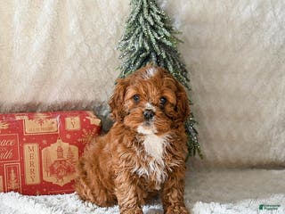 Cockapoo dogs Willow - Ad 32