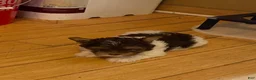 Biewer Terrier dogs for sale: Biewer Terrier Puppy 1 - Ad 8