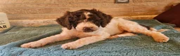 Goldendoodle dogs for sale: Jeff - Ad 2