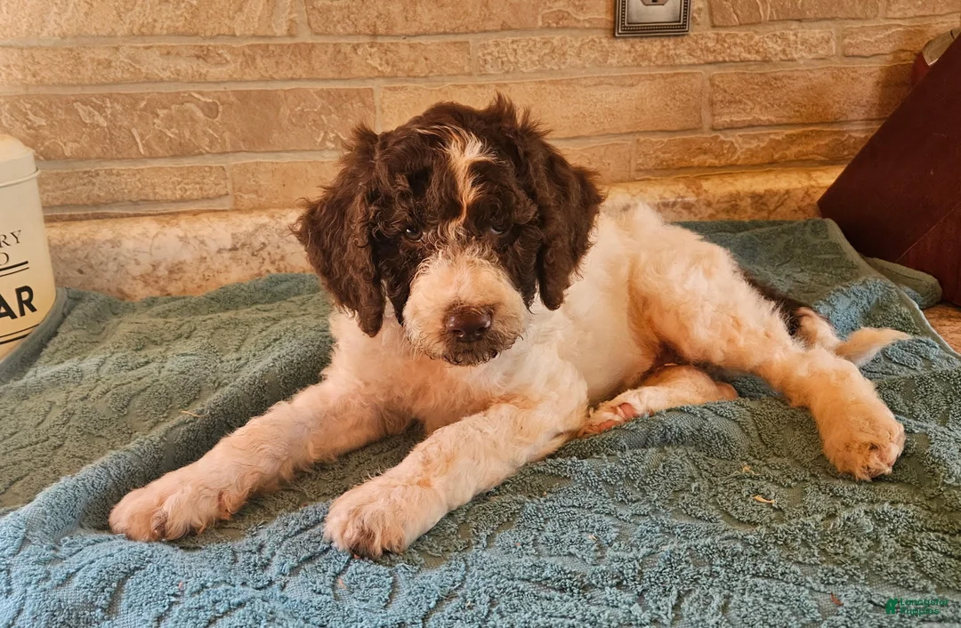 Goldendoodle dogs for sale: Jeff - Ad 2