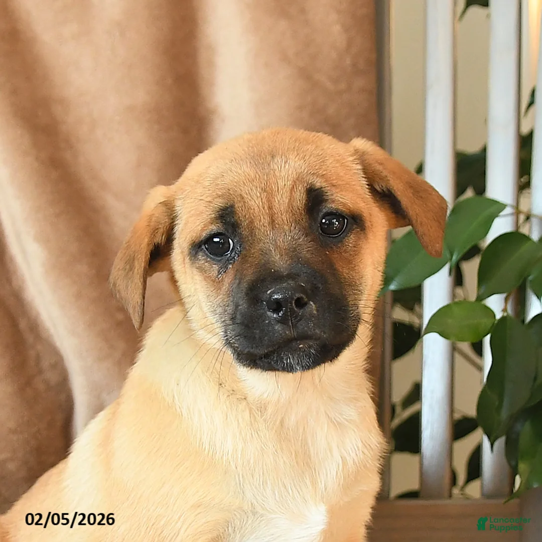 Mixed Breed dogs for sale: Lenny - Ad 3