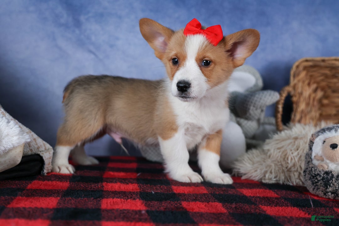 Welsh Corgi Pembroke dogs for sale: Mack - Ad 5