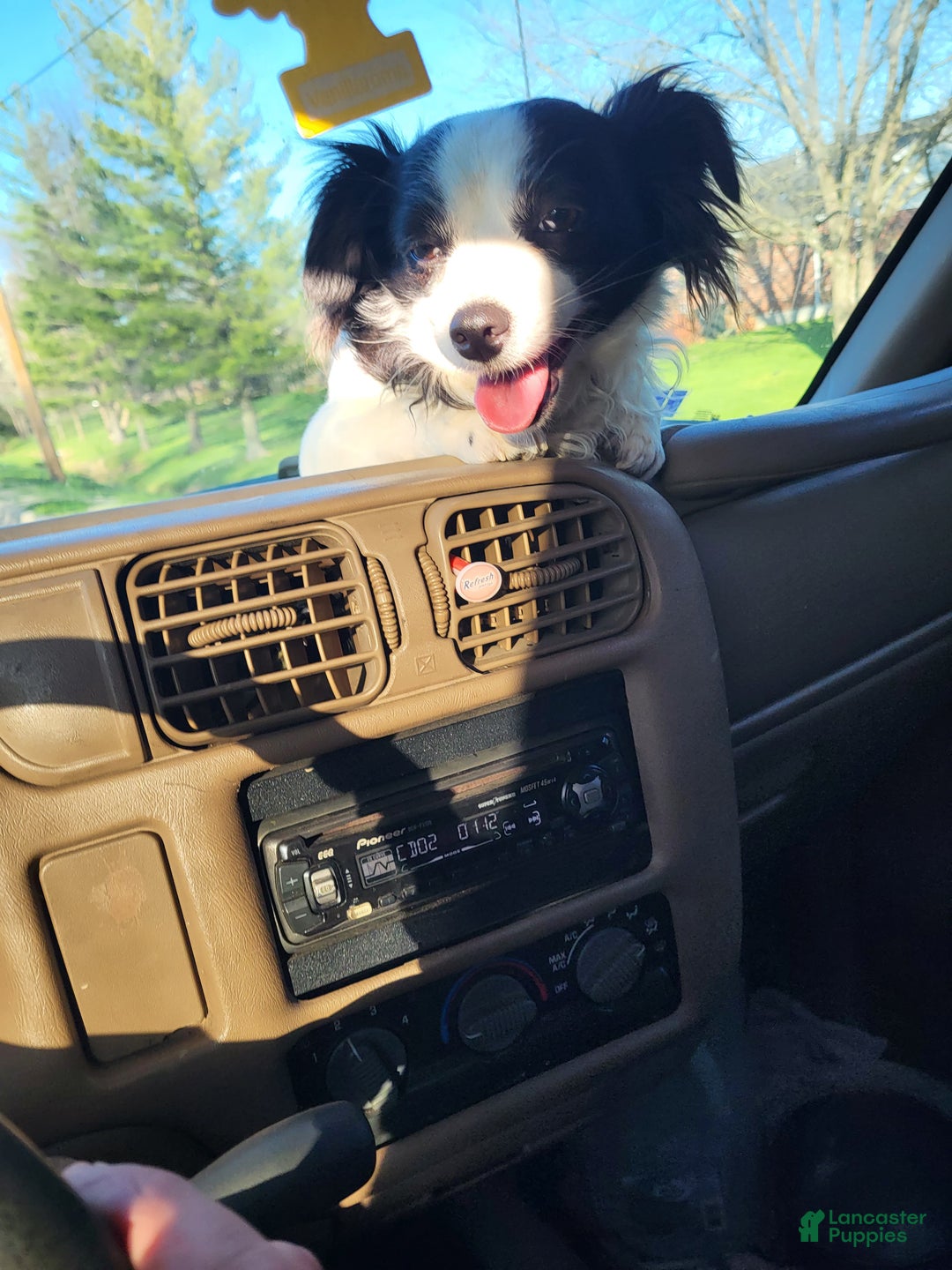 Chihuahua dogs for sale: Rocky - Ad 17