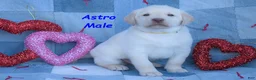 Labrador Retriever dogs for sale: Astro - Ad 3