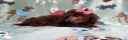 Cavapoo dogs for sale: Cocoa - Ad 5
