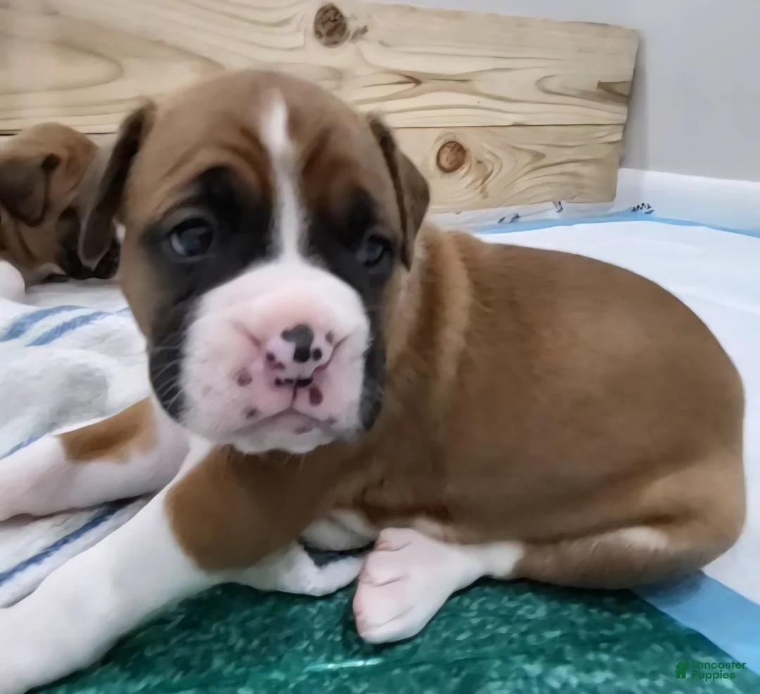 Boxer dogs for sale: ROME - Ad 2