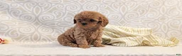 Cavapoo dogs for sale: Tiara - Ad 9