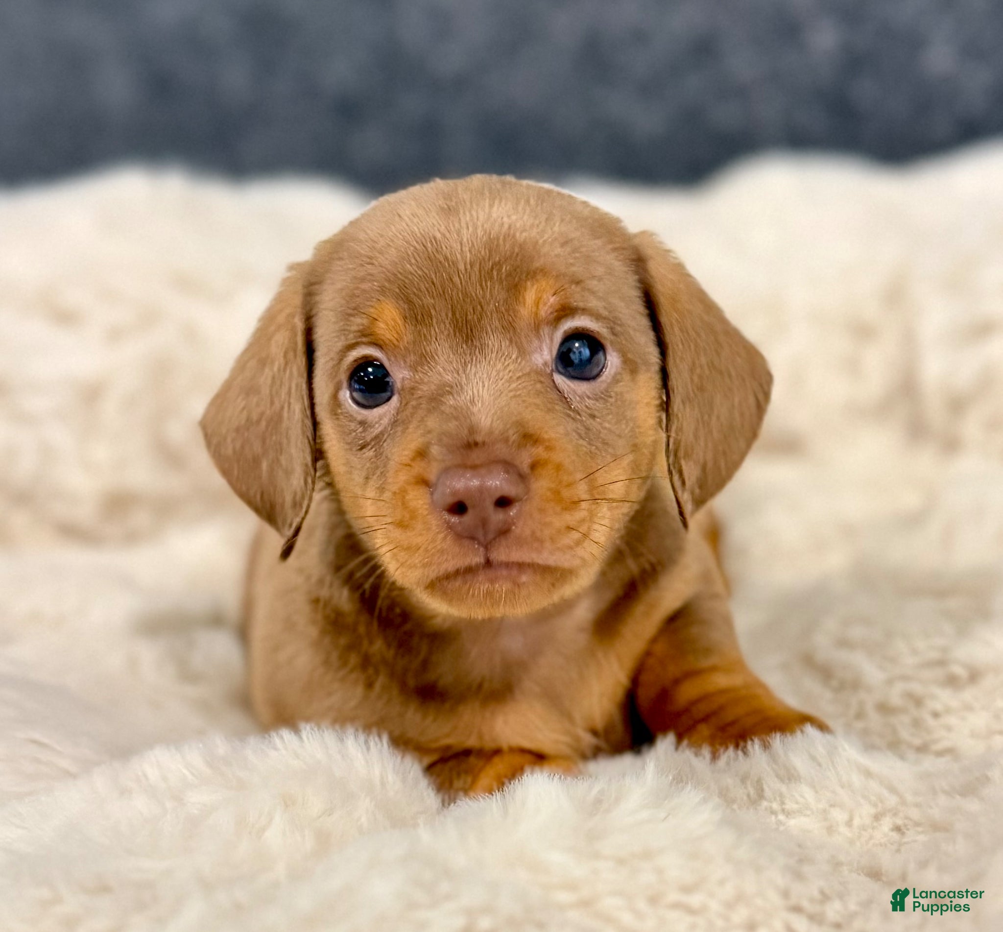 Miniature Dachshund dogs for sale: Milly - Ad 4