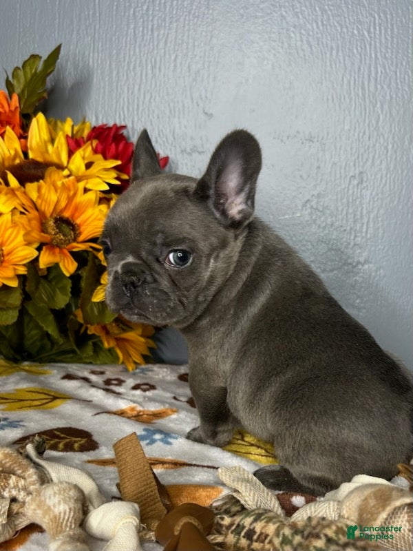 French Bulldog dogs for sale: Blue Girl - Ad 1