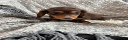Miniature Dachshund dogs for sale: Rowan - Ad 8