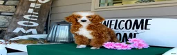 Miniature Poodle dogs for sale: AKC Queen - Ad 7