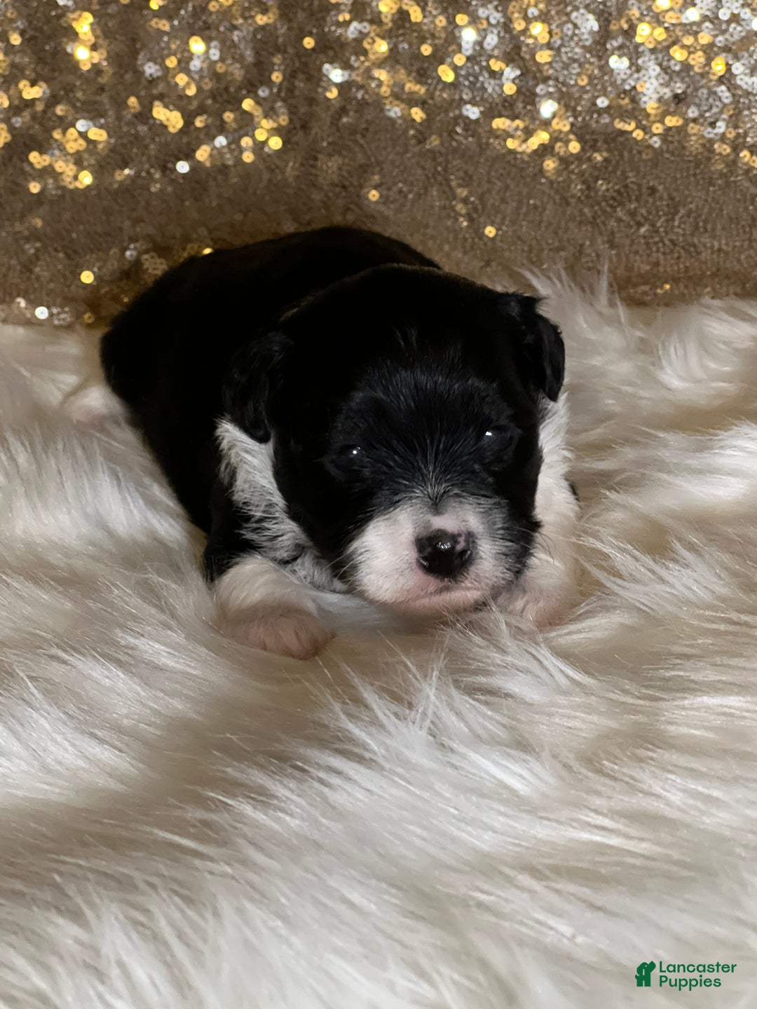 Havanese dogs for sale: Domeno - Ad 7