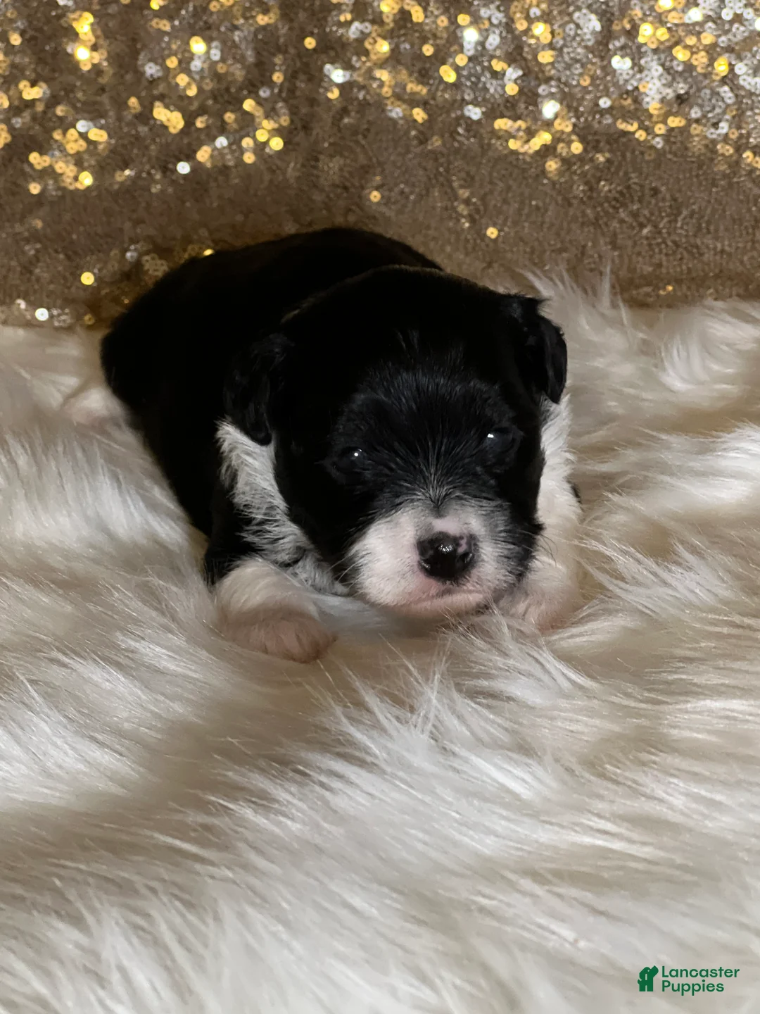 Havanese dogs for sale: Domino - Ad 6