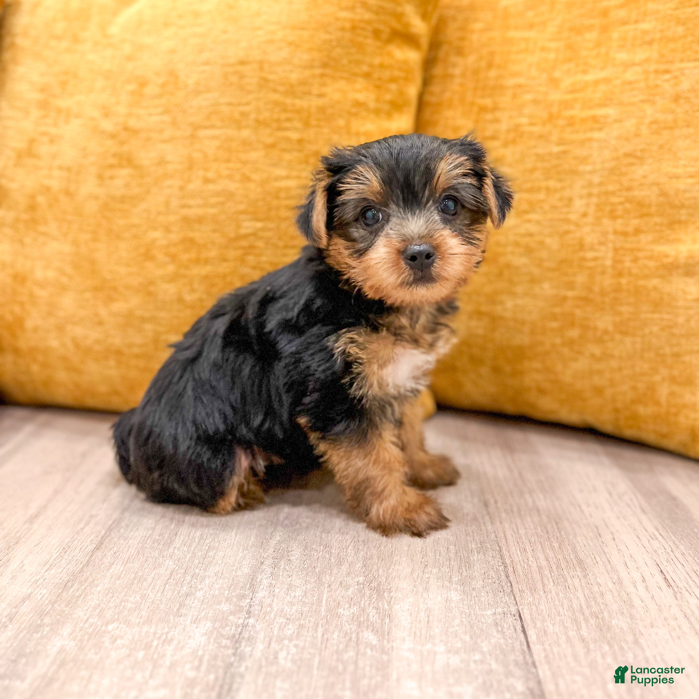 Yorkshire Terrier dogs Luna - Ad 1
