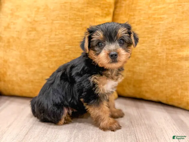 Yorkshire Terrier dogs Luna - Ad 1