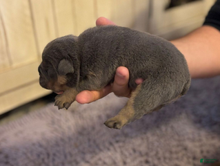 English Bulldog dogs Sam - Ad 12