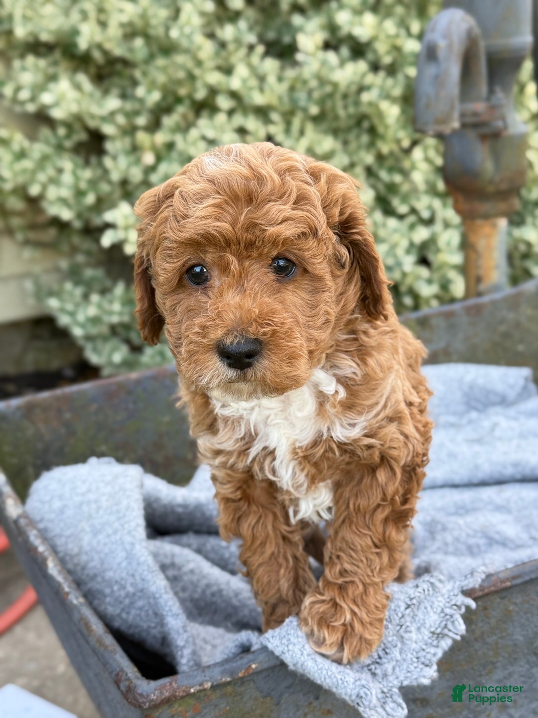 Toy Poodle dogs for sale: Pepper - Ad 12