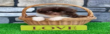 Abel