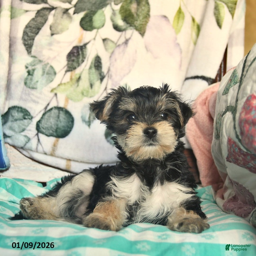 Morkie dogs for sale: Max  - Ad 5