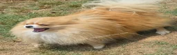 Pomeranian dogs for sale: Muffin - 1 year old Champion Sired - Ad 3