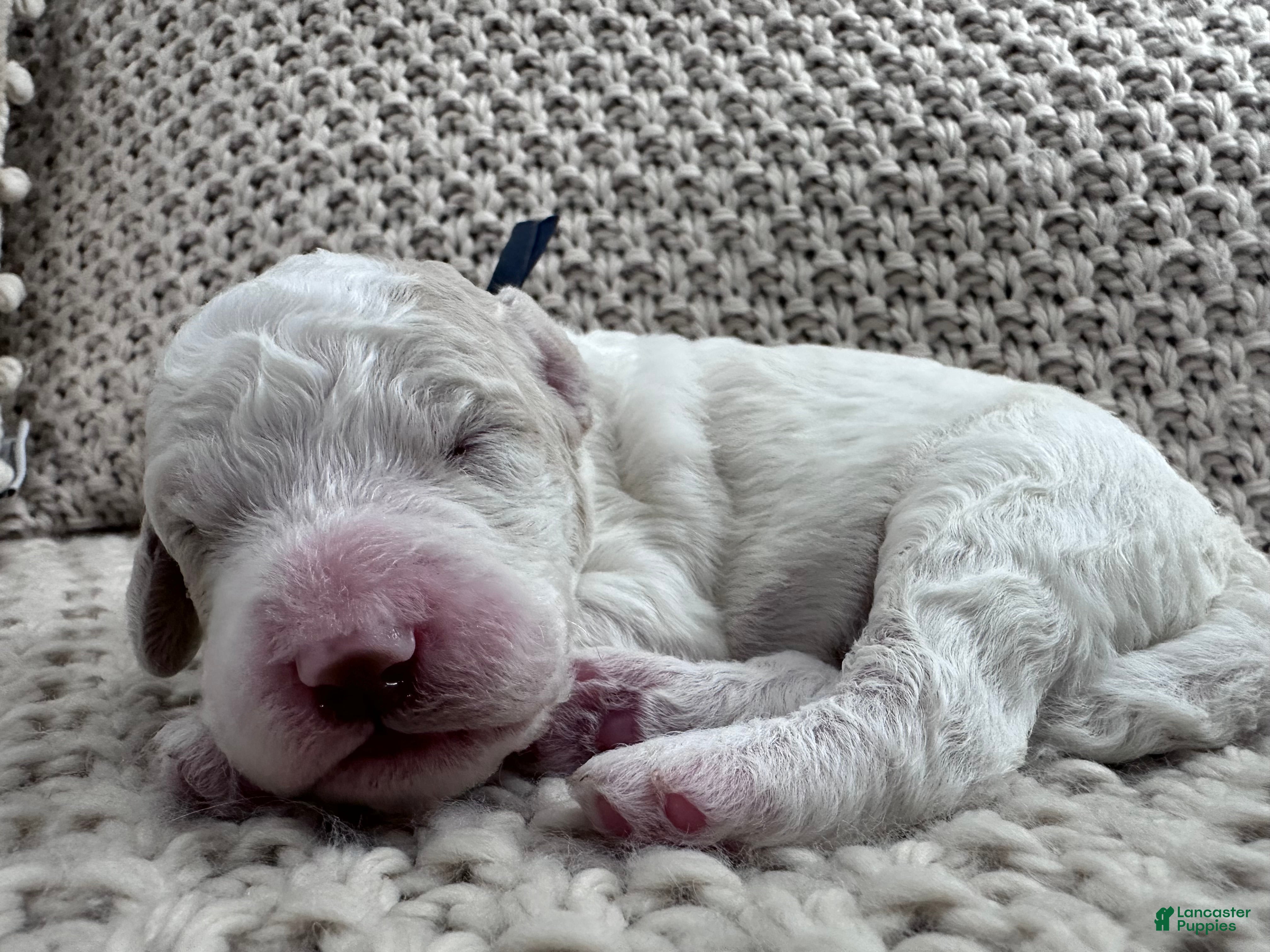 Goldendoodle dogs Ash 🖤 - Ad 19