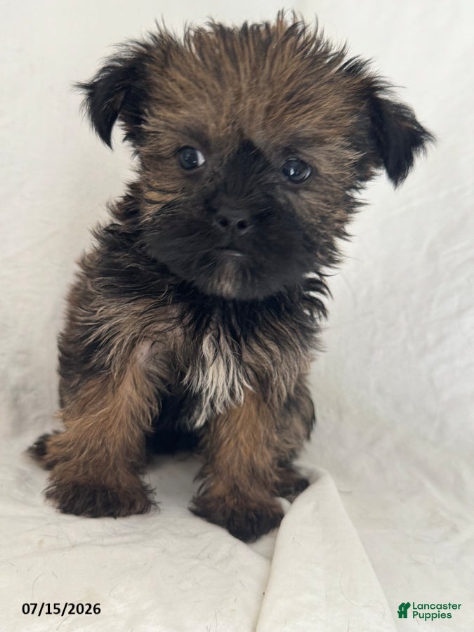 Shorkie dogs Tim - Ad 2