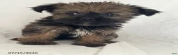 Shorkie dogs for sale: Tim - Ad 2