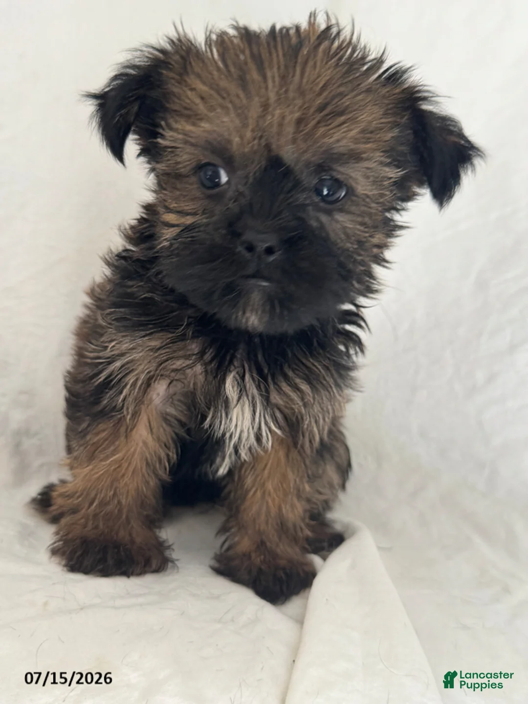 Shorkie dogs for sale: Tim - Ad 2