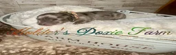 Miniature Dachshund dogs for sale: Bodie - Ad 7