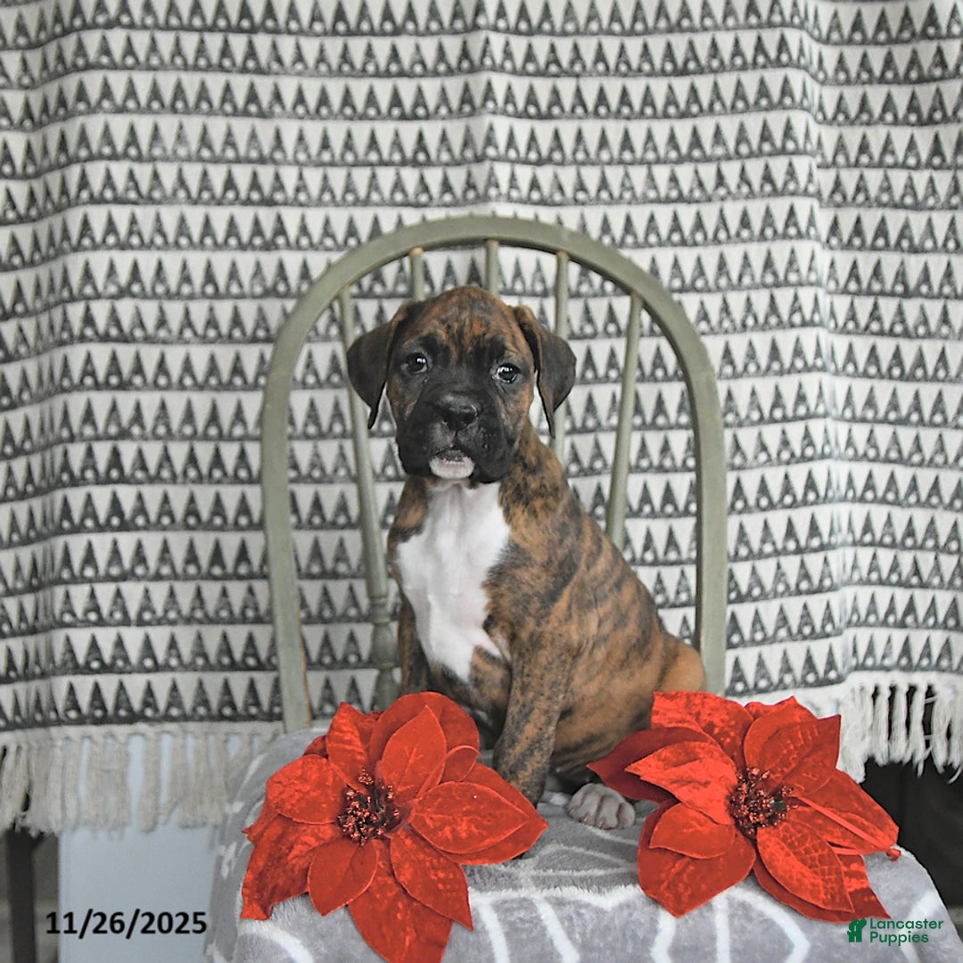 Boxer dogs for sale: Joy - Ad 5