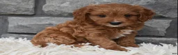 Cavapoo dogs for sale: Rocky  - Ad 4