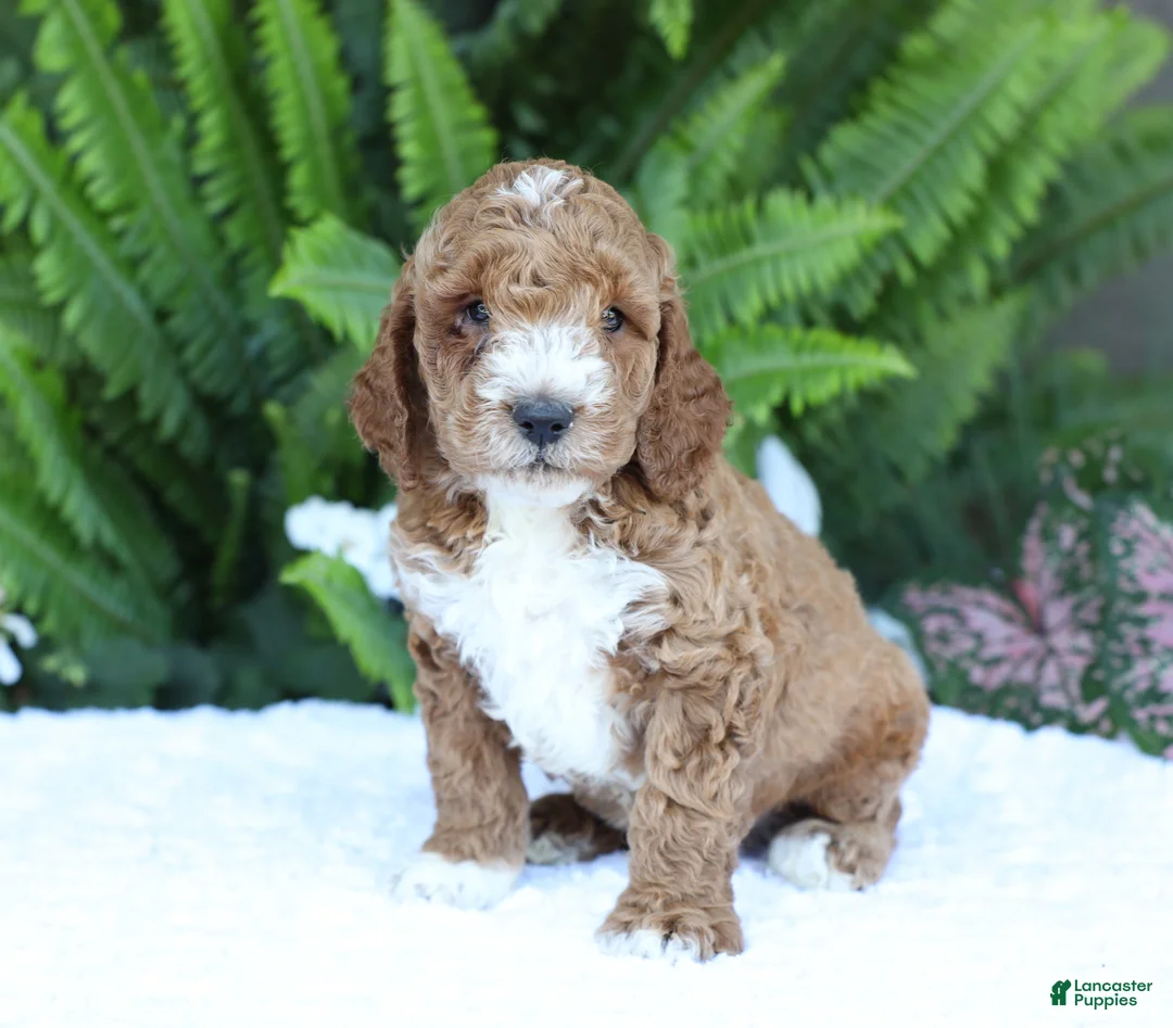 Mini Goldendoodle dogs for sale: Dexter - Ad 1