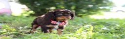 Cavalier King Charles Spaniel dogs for sale: Chico - Ad 7