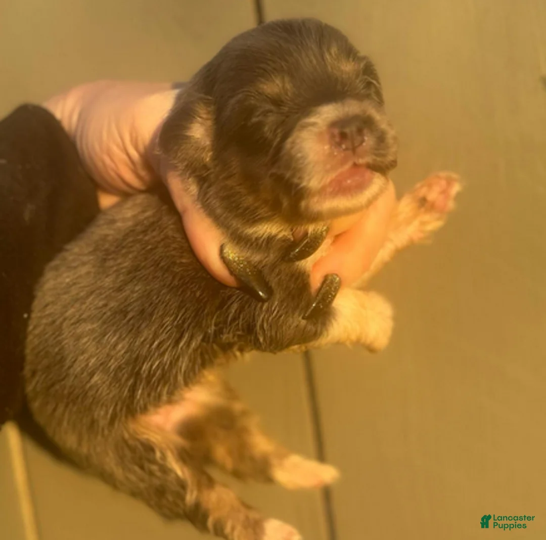 Welsh Corgi Pembroke dogs for sale: Dior (fluffy) - Ad 2