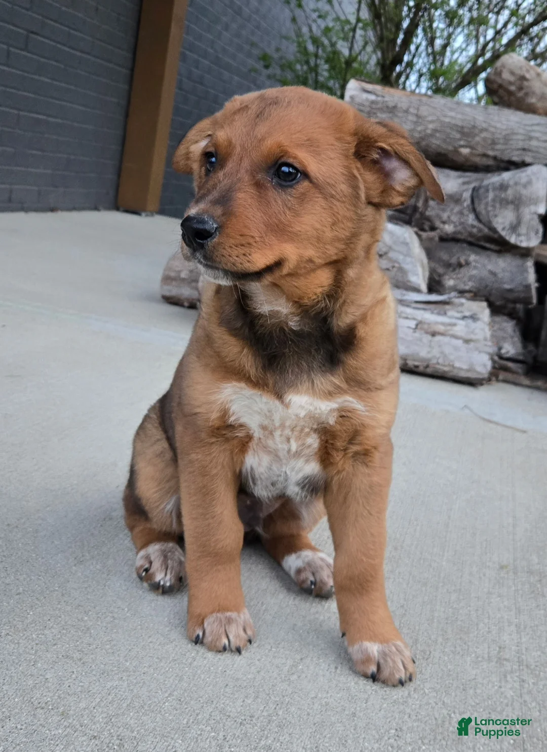 Australian Cattle Dog dogs for sale: Rocky  - Ad 6