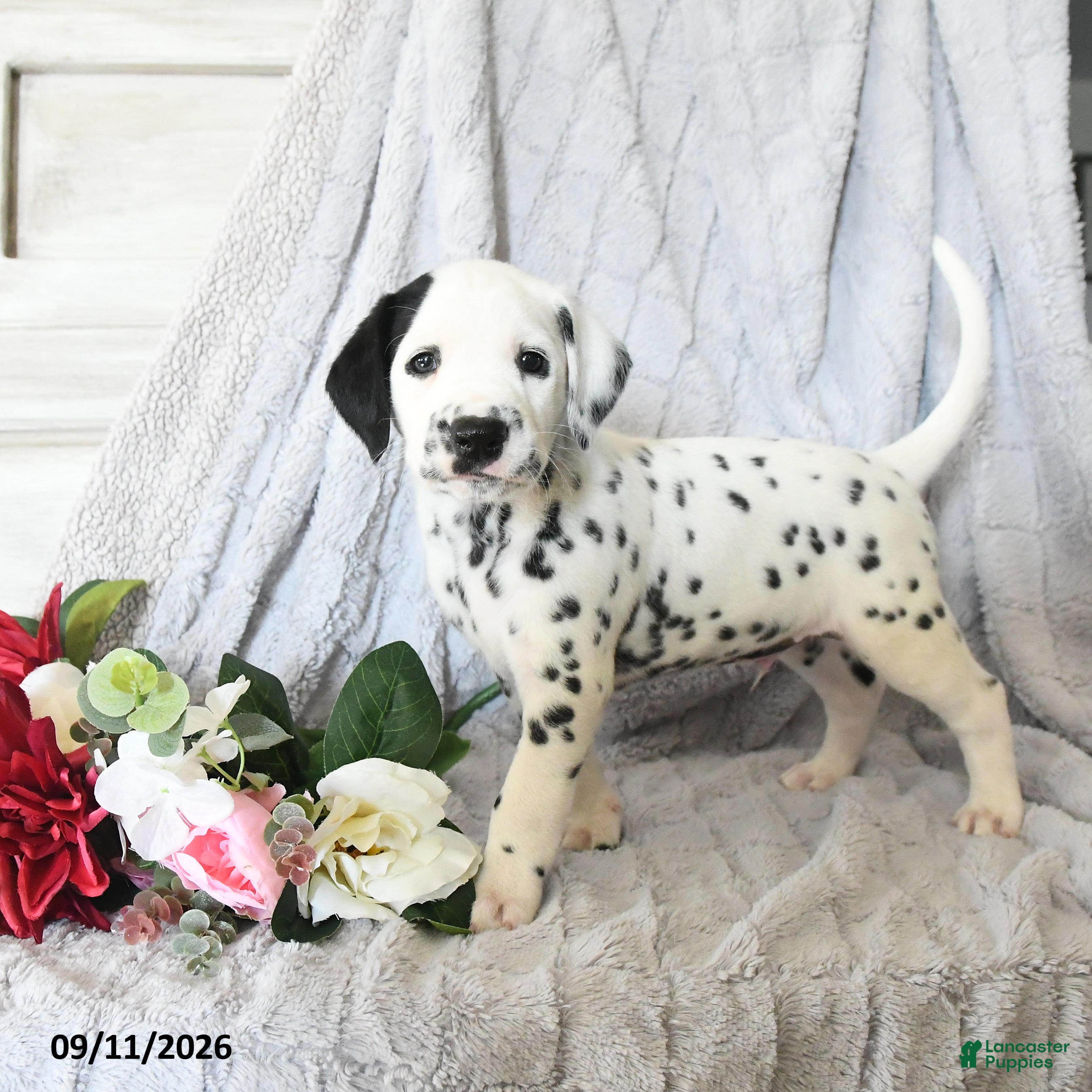 Dalmatian dogs Turbo - Ad 1