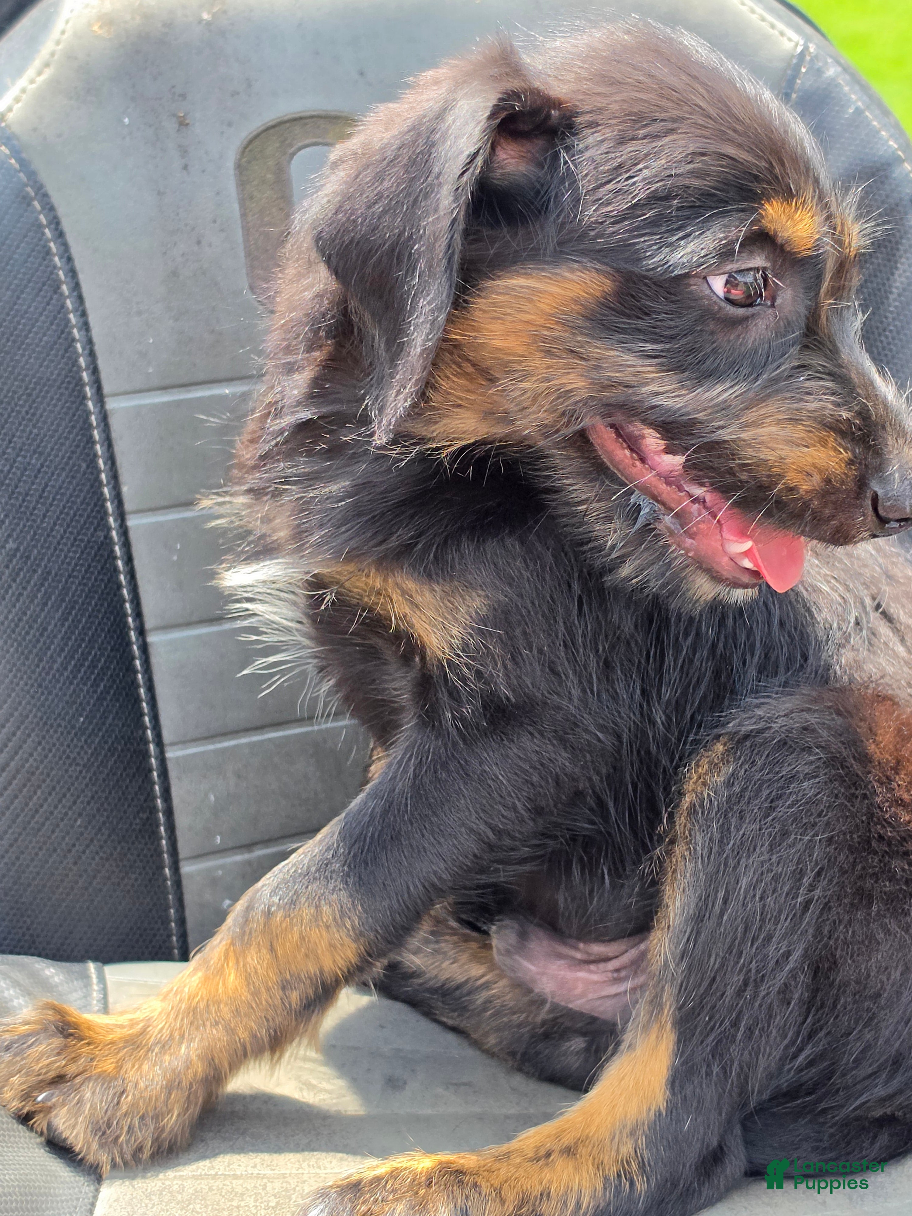 Mixed Breed dogs Boy 2 - Green - Ad 13