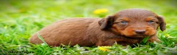Miniature Dachshund dogs for sale: Carly - Ad 3
