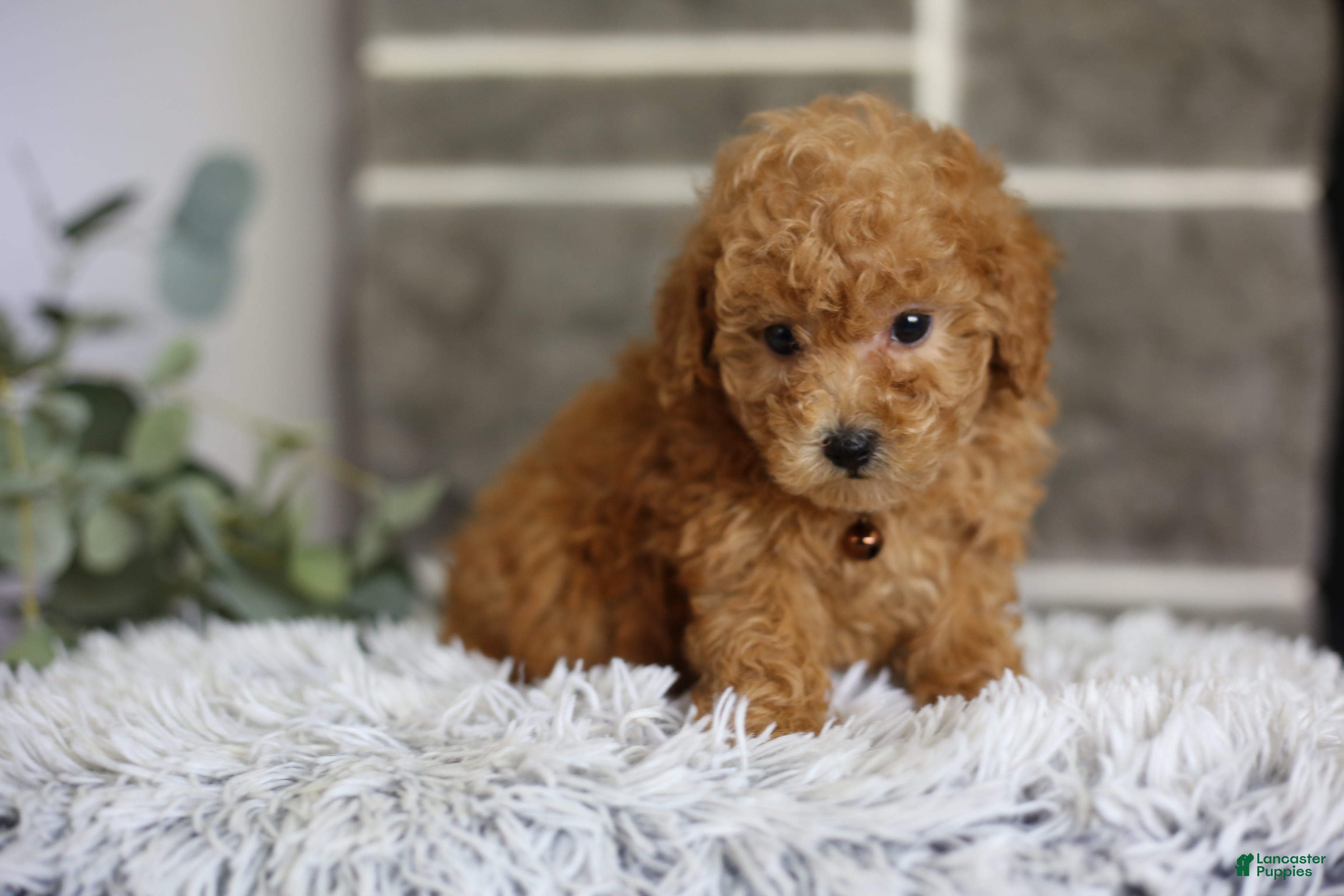 Toy Poodle dogs Reese  - Ad 2