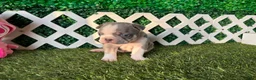 French Bulldog dogs for sale: French Bulldog 1 - Ad 2