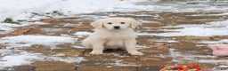 Golden Retriever dogs for sale: Chloe - Ad 2