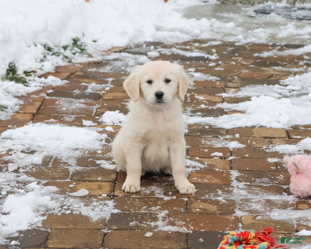 Golden Retriever dogs for sale: Chloe - Ad 2
