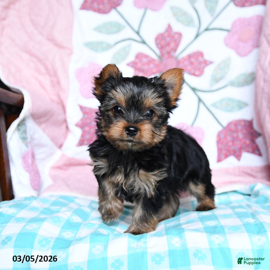 Yorkshire Terrier dogs Chipper - Ad 2