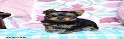 Yorkshire Terrier dogs for sale: Chipper - Ad 2
