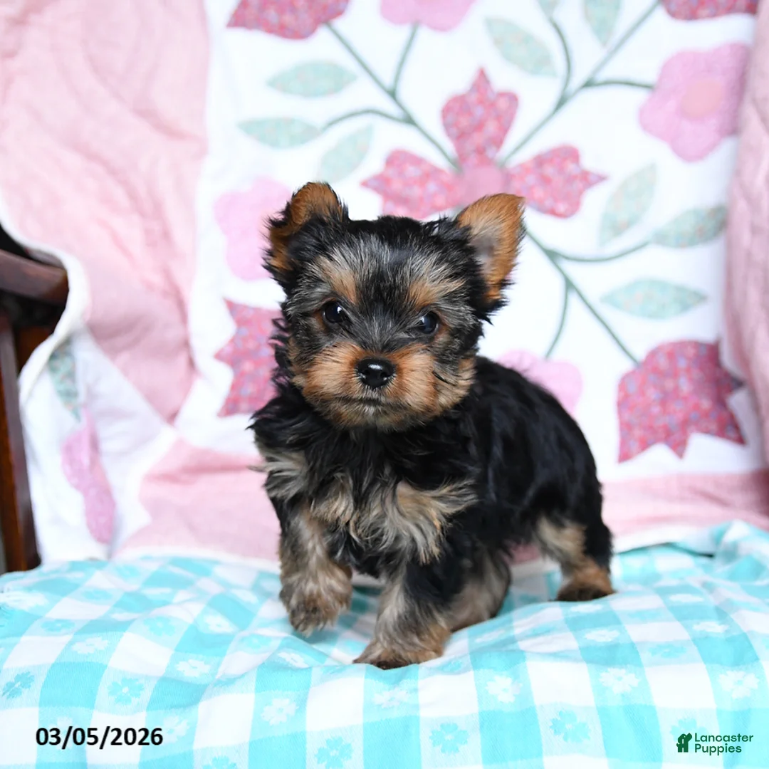 Yorkshire Terrier dogs for sale: Chipper - Ad 2