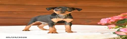 Miniature Pinscher dogs for sale: Chase - Ad 3
