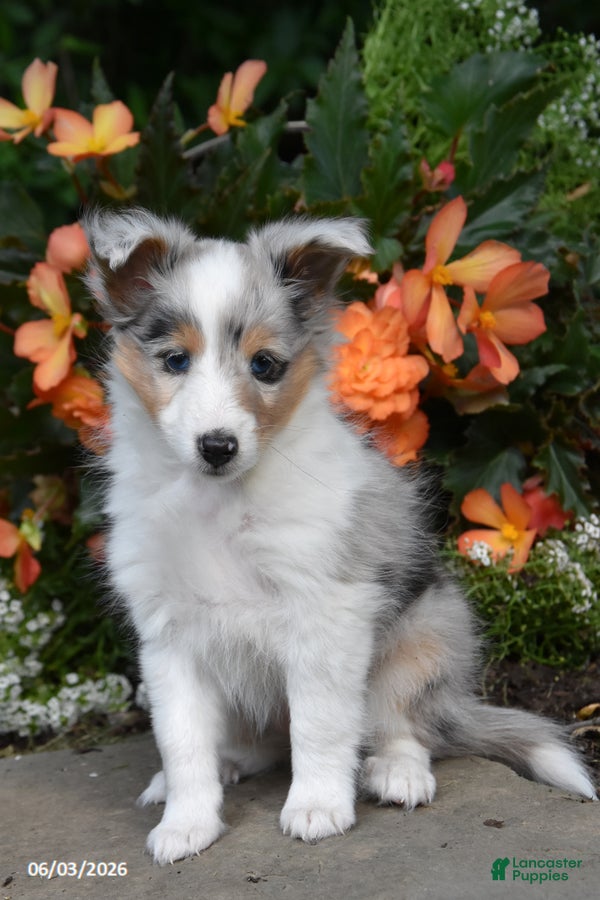 Shetland Sheepdog dogs for sale: Lilac - Ad 1