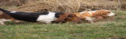 Basset Hound dogs for sale: Scarlett - Ad 5